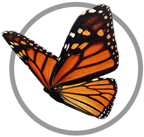 butterfly icon